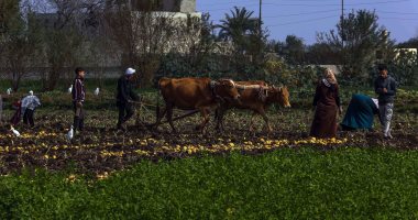 تقرير دولى: الاستثمارات الزراعية جذابة فى شمال أفريقيا والشرق الأوسط