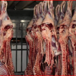 الكيلو بـ 145 جنيها.. «حماة الوطن» يكشف تفاصيل مبادرة طرح اللحوم التشادية