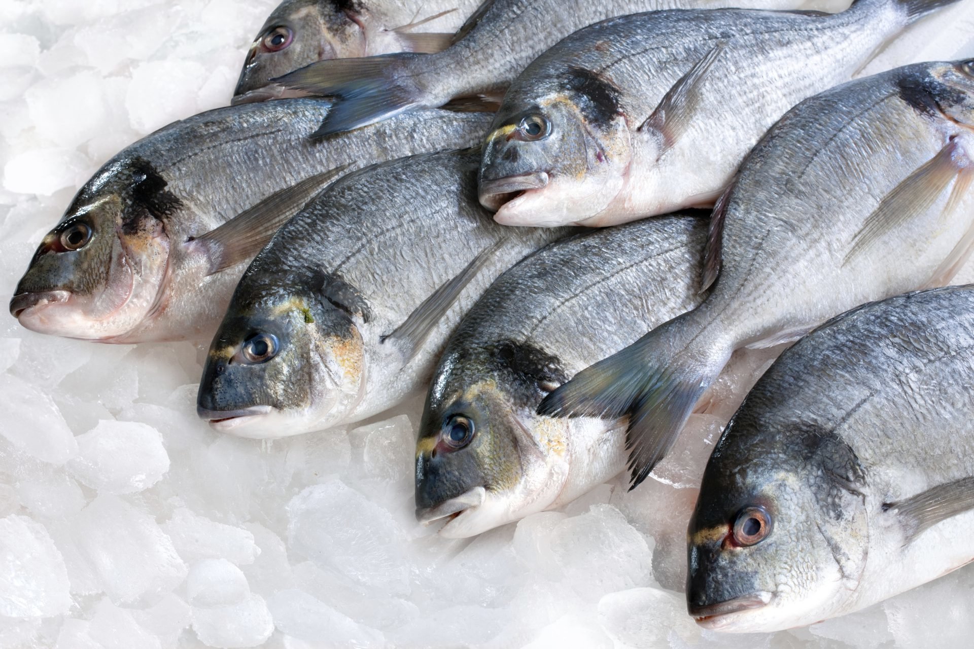 أرخص سمك في مصر بـ20 جنيها.. أسعار المأكولات البحرية السبت 25 مارس