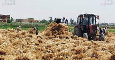 404 ملايين دولار واردات مصر من القمح فى يناير الماضى
