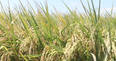 شعبة الأرز: المخزون يكفي السوق المحلى وسياسات الحكومة عززت استقرار السلع