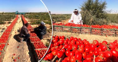 أسعار الخضراوات فى مصر.. سعر كيلو الطماطم 4.30 إلى 6 جنيهات