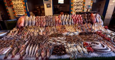 استقرار أسعار الأسماك فى مصر اليوم عند 59 جنيها للكيلو