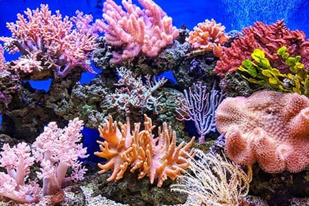 معلومات الوزراء: 209 أنواع من الشعاب المرجانية في مصر