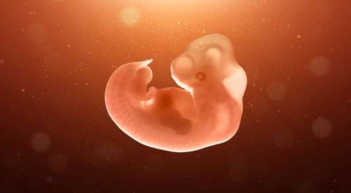 اعراض الحمل وتطورات الجنين في الاسبوع السابع