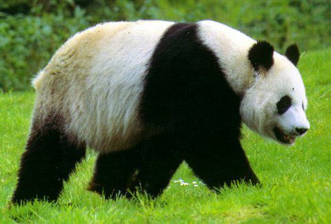 الصين تخشى وضع الباندا بأنها لم تعد مهددة بالانقراض