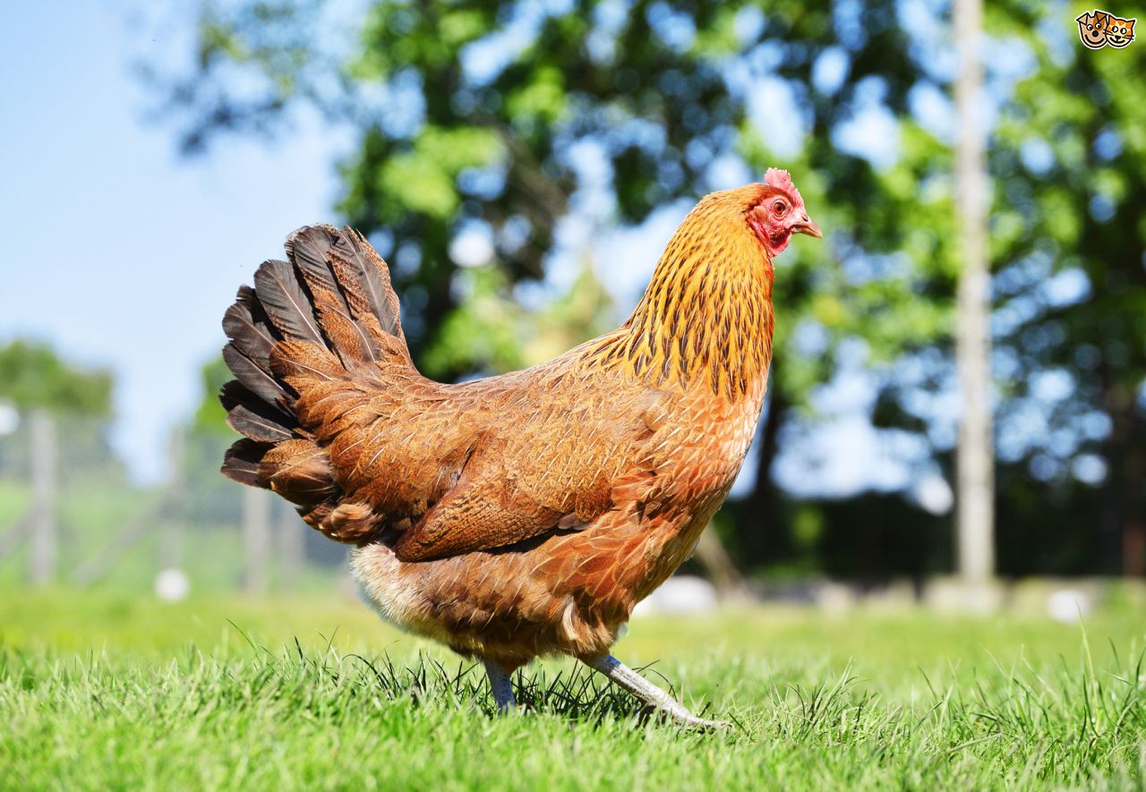 فوائد الخل الابيض في تربية الدجاج
