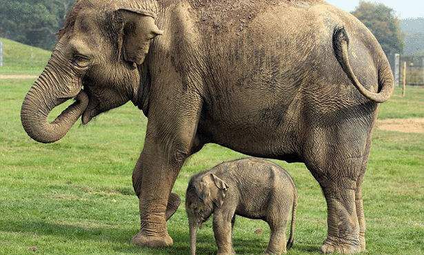 مدة حمل الفيلة و عدد صغارها
