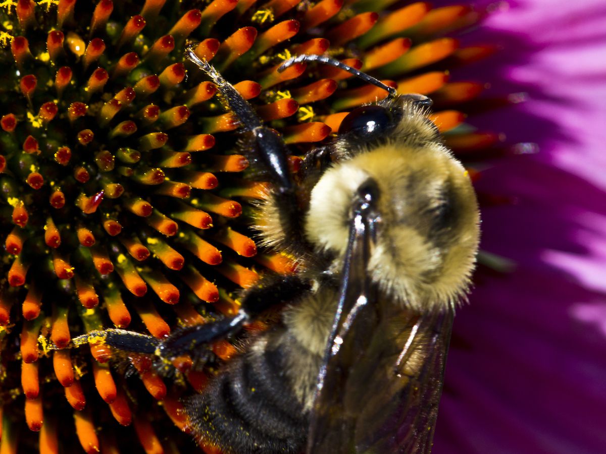 معلومات عن النحلة الطنانة