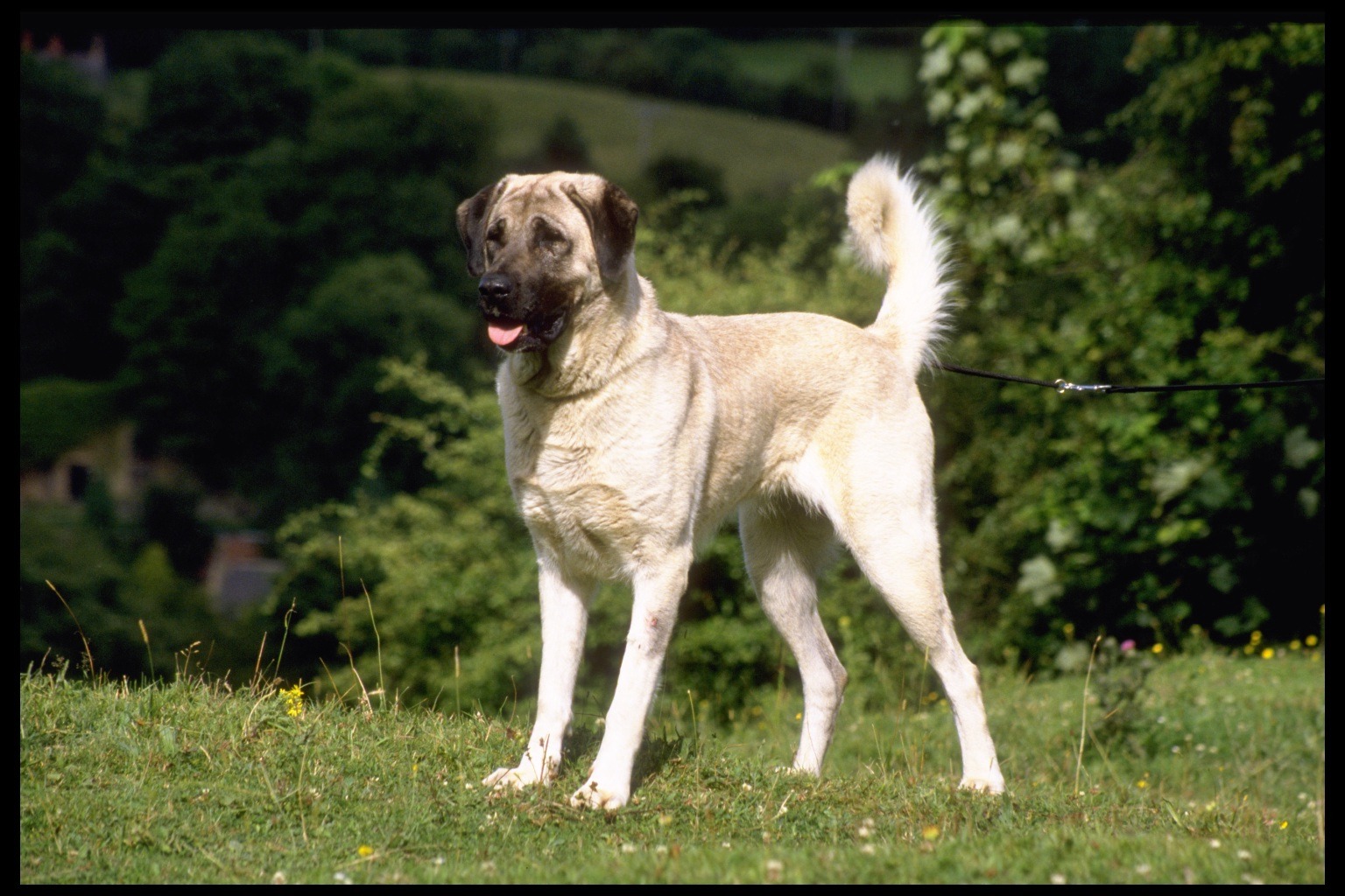 كلب الراعي الاناضول ” كلب الحراسة التركي “