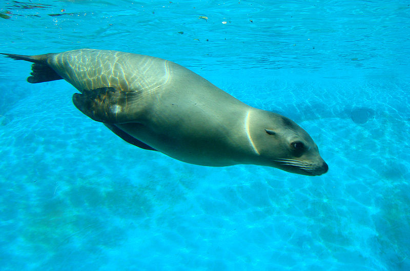 اسد البحر الكاليفورني … واحد من خمسة انواع من اسد البحر