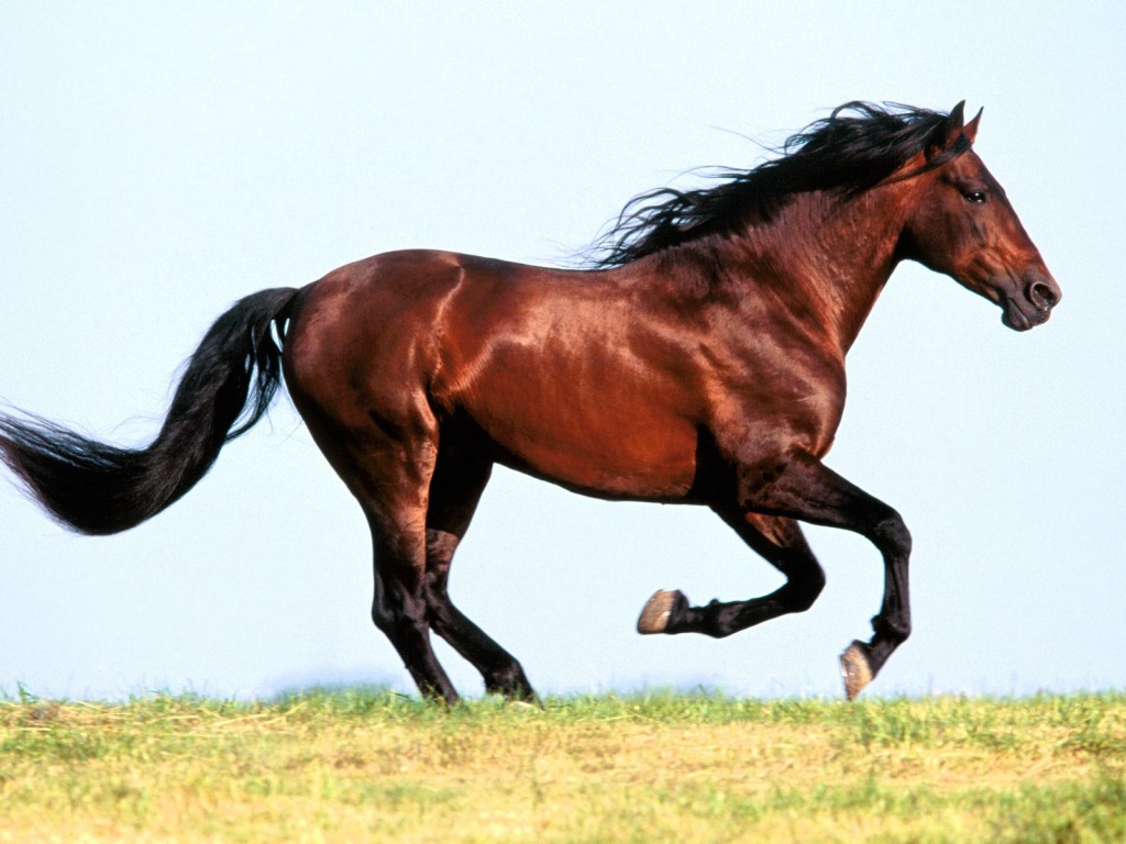 الحصان العربي هدية الصحراء الأصلية