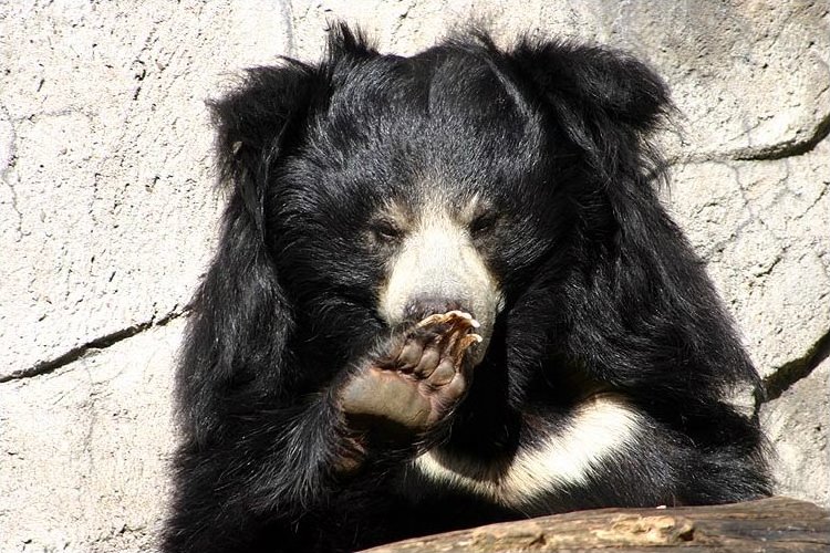الدب الكسلان … هو نوع من أنواع الدببة البرية