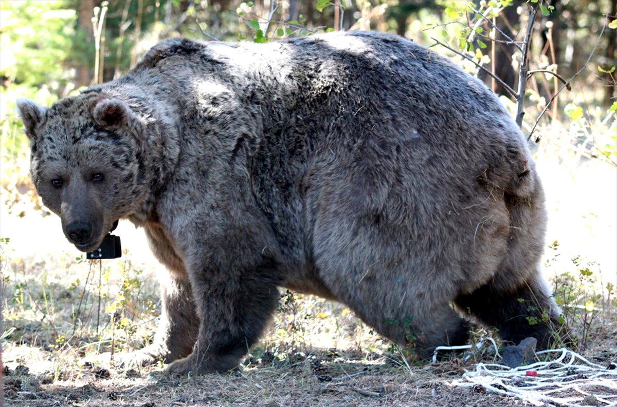 الدببة الرمادية في ولاية قارص لتشجيع السياحة الصيفية لتركيا