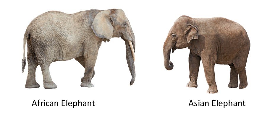 الفرق بين الفيل الهندي والافريقي