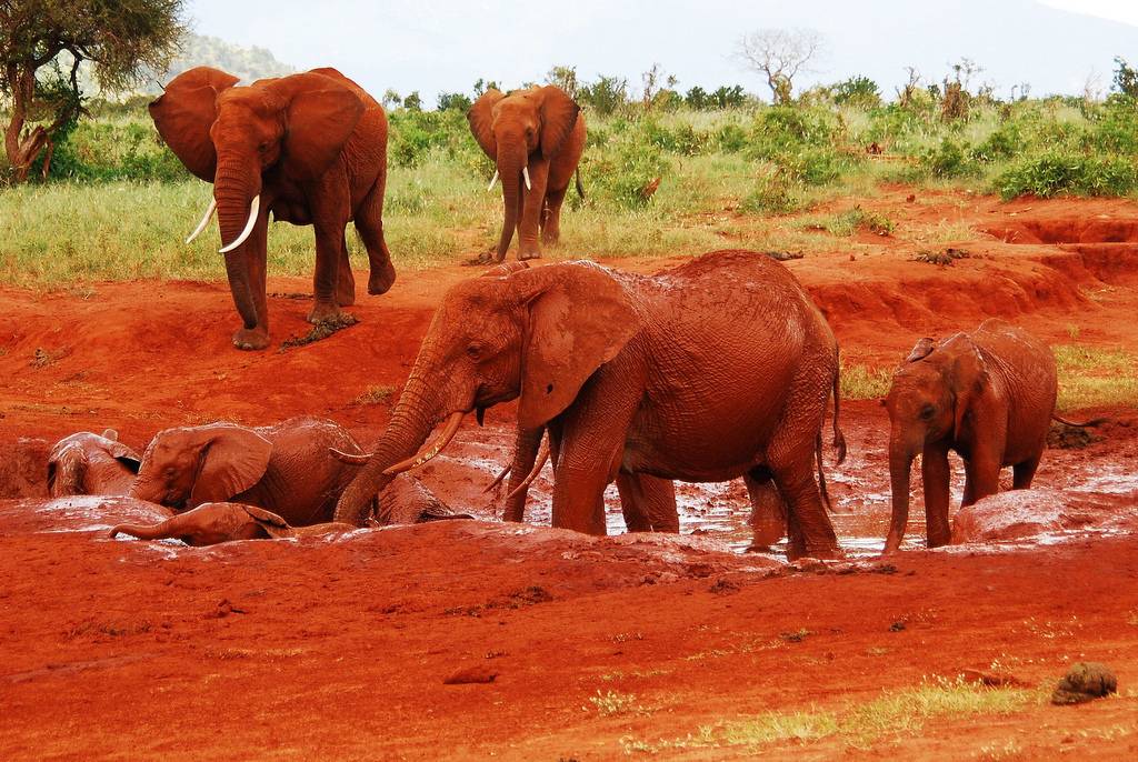 الفيل الأحمر في كينيا