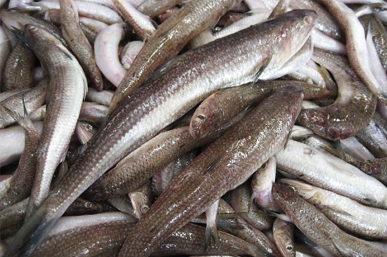القيمة الغذائية لسمك المكرونة