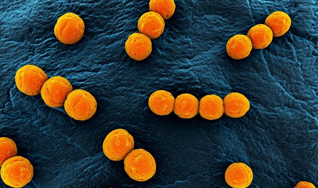بكتيريا لا يمكن للانسان الحياة بدونها – تعرف عليها