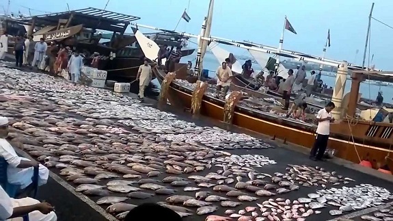تقرير عن الثروة السمكية في الامارات