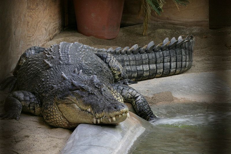تمساح المياه المالحة … اخطر التماسيح الموجودة على البشر