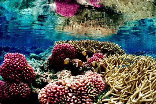 حقائق حول جزر بالميرا المرجانية