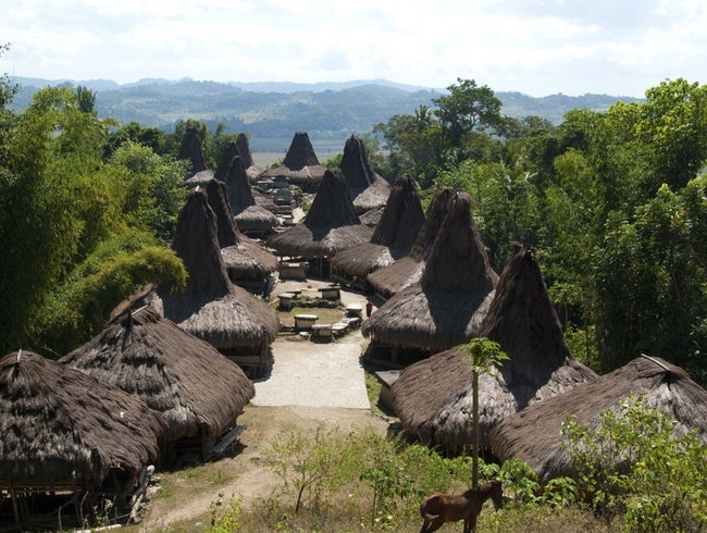 دليل السياحة في جزيرة وينغابو في اندونيسيا