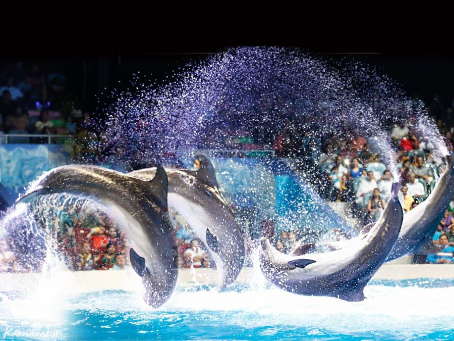 شاهد اجمل 10 صور لـ عروض الدلافين في ” دبي دولفيناريوم “