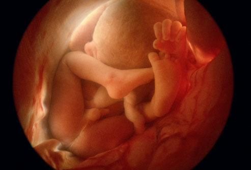 صور الاعضاء التناسلية للجنين في بطن امه