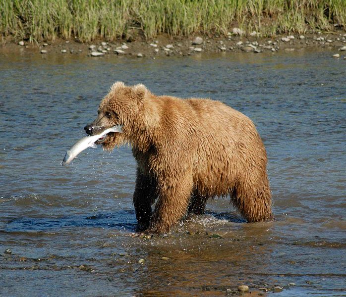 صور ومعلومات عن الدب