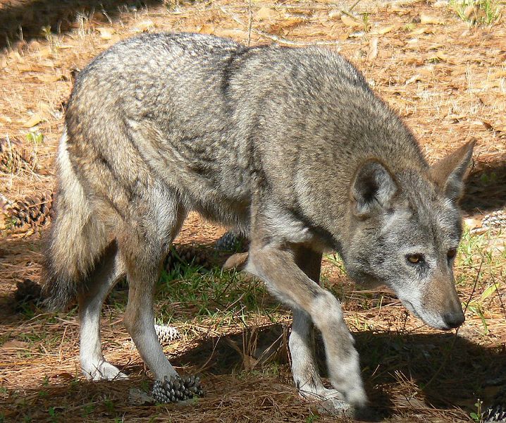صور ومعلومات عن الذئب الرمادي