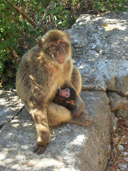 صور ومعلومات عن القرد البربري