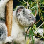 صور ومعلومات عن الكوالا
