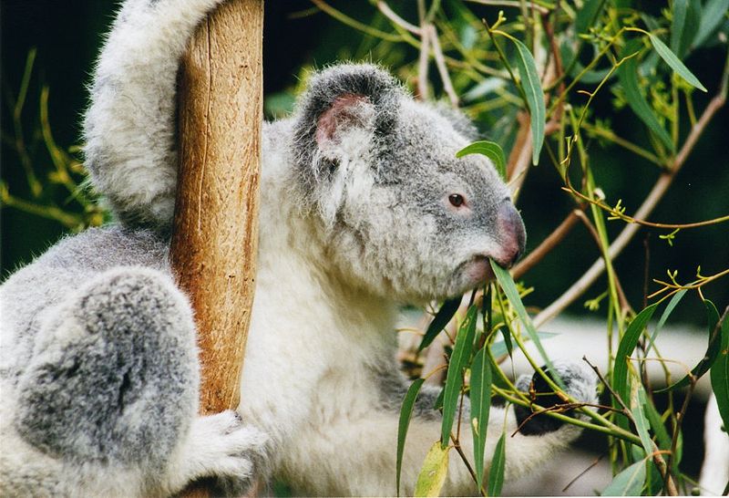 صور ومعلومات عن الكوالا