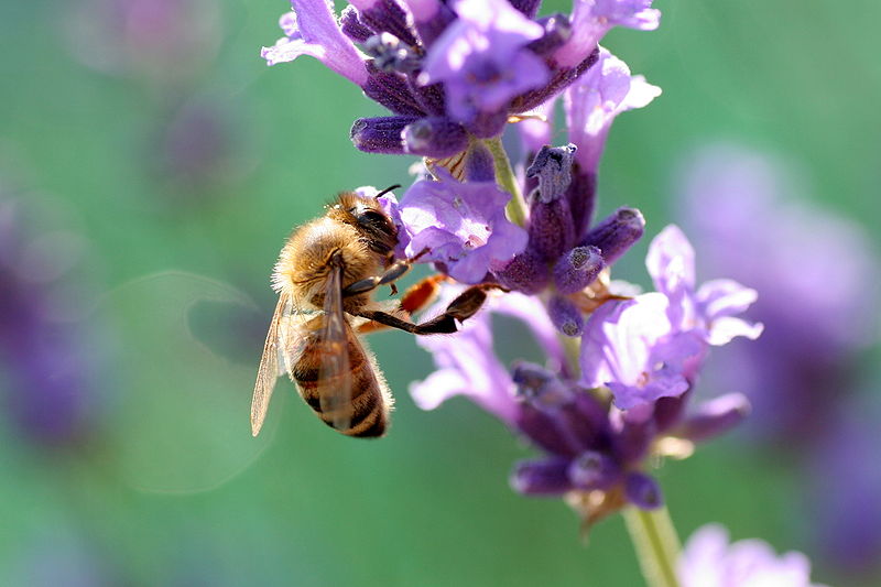 صور ومعلومات عن النحل