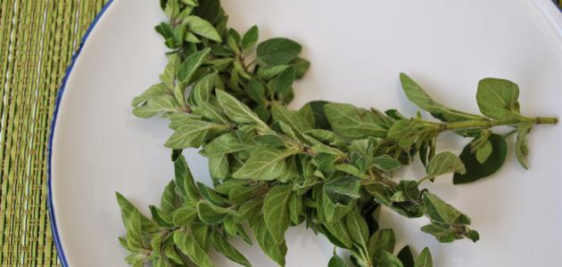 فوائد نبات الأوريجانو والآثار الجانبية من استخدامه
