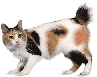 قط ياباني قصير الذيل … سلاله من القطط المنزلية