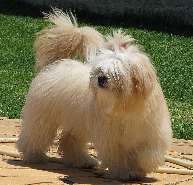 كلب لاسا ابسو ذو الشعر الطويل