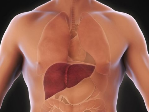 كيفية الحفاظ على صحة الكبد وتنظيفه من السموم