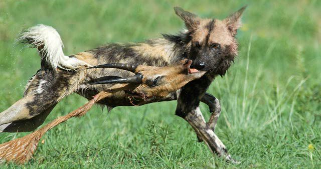 ما هي سرعة الكلب البري الافريقي