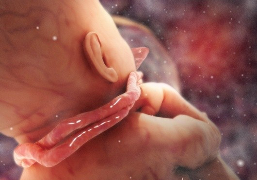 مخاطر إلتفاف الحبل السري حول رقبة الجنين