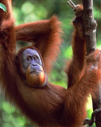 معلومات عن إنسان الغاب سومطرة