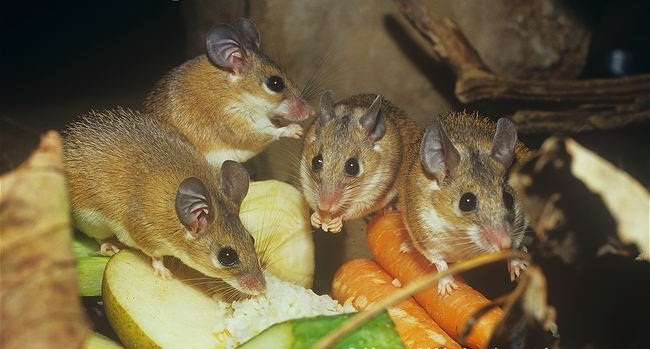 معلومات عن الفأر الشوكي العربي