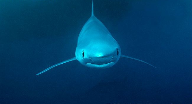 معلومات عن القرش الازرق