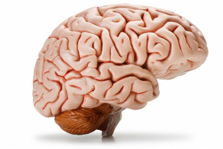 وظائف الدماغ في جسم الانسان