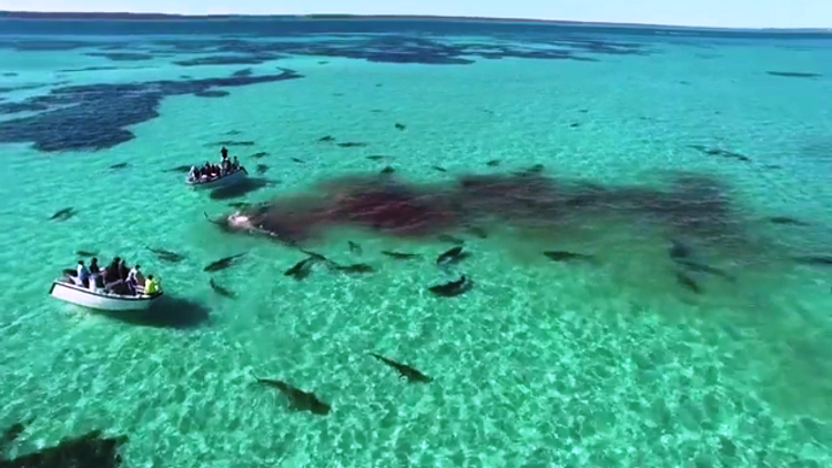 70 سمكة قرش تفترس حوت في سواحل استراليا ” فيديو”