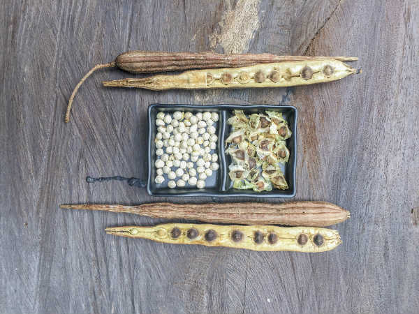 أفضل الفوائد الغذائية لبذور المورينجا “غصن البان”