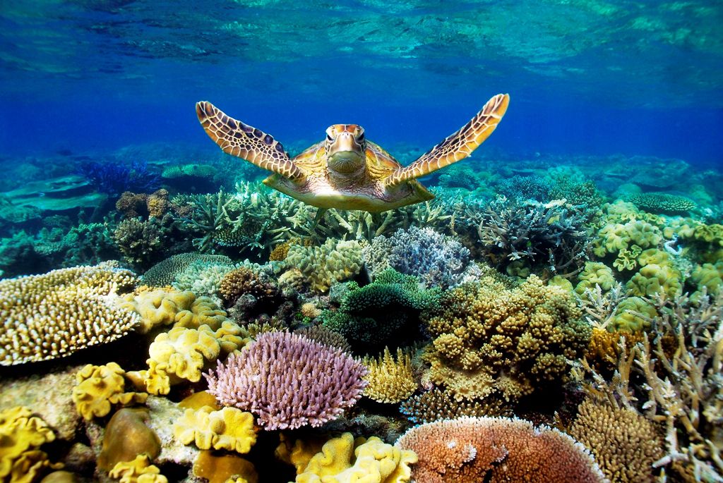 الحاجز المرجاني العظيم في استراليا بالصور