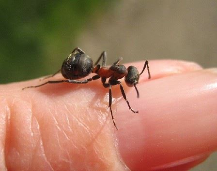 الحساسية من النمل