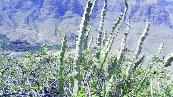 ” الضجع ،و الظفرة ” نباتات عمانية تعالج أمراض مزمنة