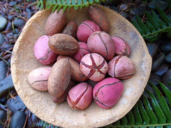 الفوائد الصحية لثمرة جوزة الكولا “Kola Nut”